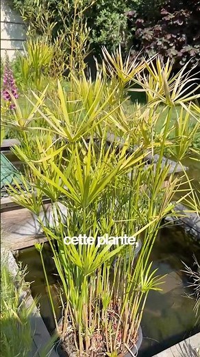 How to propagate your Papyrus plant for free and easily