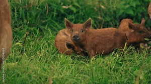 Brown curly-haired Mangalica piglets grazing fresh grass, organic eco farming. High quality 4k footage