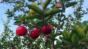 Barbados Cherry, Acerola, Malpighia Glabra Fruit Tree Live Plant in 3 Gal Pot - Etsy