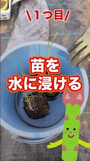 Asparagus grown in home gardens and farms can last for 10 years! Tips on how to plant asparagus! ...