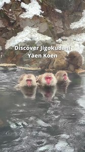 Jigokudani Yaen Koen is the only place in the world where you can see monkeys bathing in hot springs 🐒♨️ Located in the north of Nagano Prefecture, in the heart of the Japanese Alps, this park is a veritable paradise for these wild monkeys! Japanese macaques, also known as snow monkeys, have lived at Jigokudani for centuries in total freedom. 🐵 Interested in this place? We recommend going between January and March to observe the monkeys in the bath surrounded by a snowy landscape ❄️ To get the
