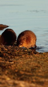 Two Muskrats forage for food on a muddy bank at sunset in Nebraska. Canon R7, 500mm. #Nebraska #wildlife #nature #sunset #fall #outdoors #muskrat #wildlifephotography | Mat Custer