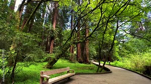 Muir Woods Giant Redwood Sequoia forest trees California