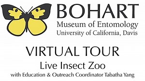 Bohart Museum of Entomology Virtual Tour: Live Insect Zoo (Tabatha Yang & Dr. Lynn Kimsey)