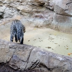 725K views · 4.2K reactions | Dusky’s using his expert fishing skills to catch some lunch!  | San Antonio Zoo | Facebook