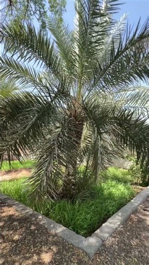 Oman (Al Mudhaibi) #datesfarm | #travel |#village