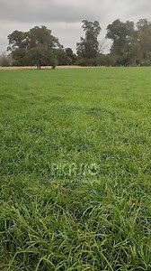 Te compartimos este lote de Rye Grass Abundant, que ya tuvo su primer pastoreo y donde podemos ver el rebrote de hace 20 días. 🌱🌱 Se trata de un video realizado el pasado 31 de Mayo. ¡Miralo con todos los detalles! #SemillasPicasso #Picasso #semillas #grass #ryegrass #césped | Semillas Picasso