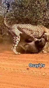 10K views · 94 reactions | Handheld safari phone footage. A cheetah grappling with an aggressive baboon near thick bushes. Baboon screams and bites while the cheetah struggles to control it. Fast chaotic movement, dusty ground, real animal tension. #animals #wildlife | Toiletboy1 fans page | Facebook