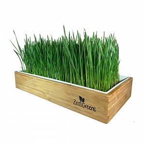 Organic Wheatgrass Growing Kit, Self Watering, With Soilless Grow Mats. the Easy Way to Grow & Juice Healthy Wheat Grass - Etsy