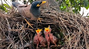 Baby Myna Birds are very hungry | Review Bird All