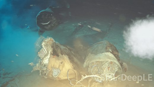 Scientists Dropped A Cow Carcass 1,629 Meters Into The South China Sea – And 8 Unexpected Visitors Turned Up