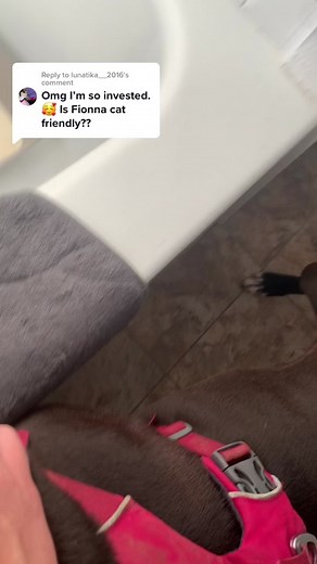 Reply to @lunatika__2016 She’s a little too friendly at times… Also, Donkey is sitting on my chest watching these videos get posted. He’s so curious. 🥰 #kitten #kittens #kittensoftiktok #rescue #catrescue #kittenrescue #cat #cats #catsoftiktok #americanstaffordshireterrier #amstaff #fyp #foryou