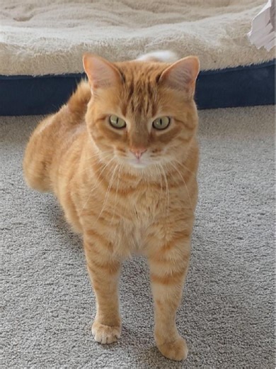 When you begin UGC you can start by creating videos with products you have around your house. One thing I want to start doing is pet UGC. Since I don't have any pet UGC videos, I started creating some b-roll of my pets today. This is just us playing around, but b-roll should really showcase the brand more than