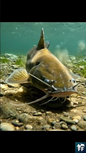 Catfish: a tongue covering its entire body 🐟👅