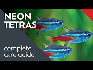 Neon Tetras: What I Learned