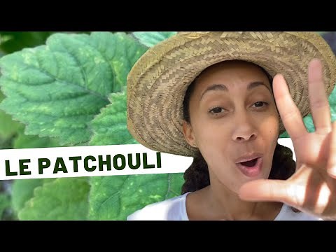 🌱 Plantes médicinales / Jour 3 : Le patchouli