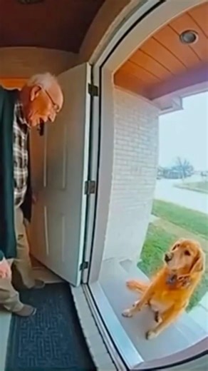 BOMB-DOG🤯🤯 poor grandpa😭 #shorts #viral