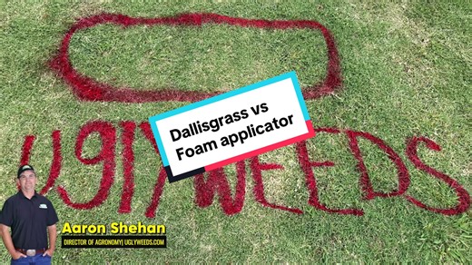 Dallisgrass Eradication: Step-by-Step Guide with Foam Applicator