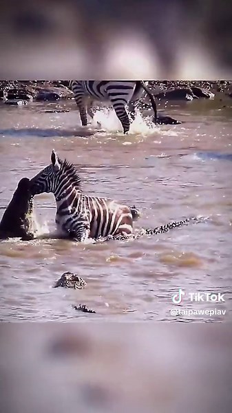 Zebra vs Crocodile: A Thrilling River Chase