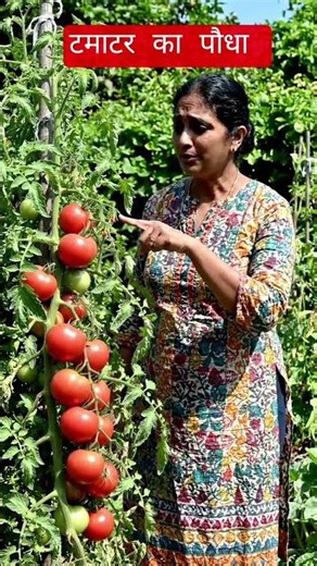 Tomato Plant Hack 🍅 | Ek Podhe Par Bahut Sare Tamatar #ytshorts #shorts