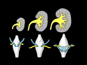 Development of Urinary System - Part 1