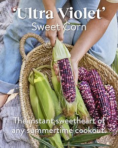 🌽 This eye-catching beauty has a spectrum of color—and flavor! Lighter kernels deliver a delicate, sweet taste nicely complemented by the bolder flavors in hues of dark-violet. Gorgeous ears of sugary and savory sweet corn are the instant sweethearts of any summertime cookout. Learn more at https://bit.ly/3HIJ2By | Burpee Gardening