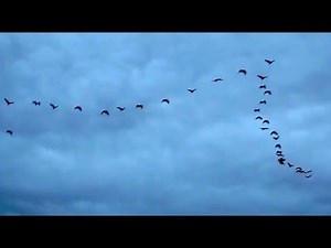 Flock of Ibis Birds (Threskiornis moluccus) - Australian White Ibis Birds flying in formation