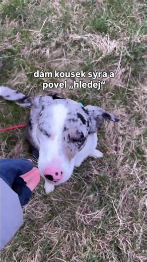 #dogshorts #dogcoach #puppy #dogtalk #bordercollie #lifewithdog #dogtraining