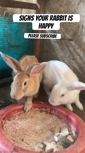 Signs your rabbit is happy #RabbitFacts #ZooKingdom #HappyRabbit #petRabbit #EducationalContent