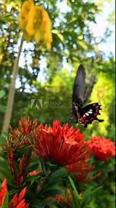 Vertical Slow Motion Video Footage, An Indian Beautiful swallow tail butterfly on red Ixora flower in the garden. Odisha, India.
