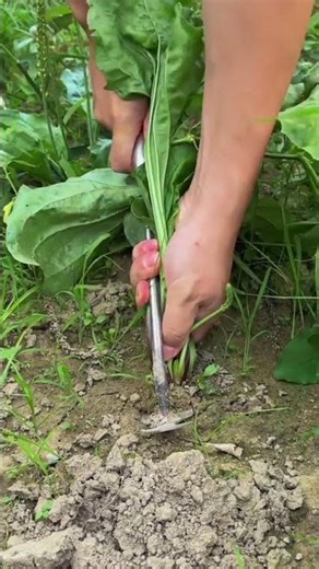 How to Properly Harvest Wild Herbal Plants Using Handy Garden Tool