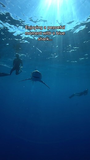 I am a trained professional do not attempt 🦈 Not all sharks are the same. Each species behaves completely differently & this audio perfectly demonstrated my thoughts on blues vs makos in Mexico. First video by me second video by @andriana_marine 💙 #blueshark #makoshark #mexico #sharkdiving #sharkdiver #ocean