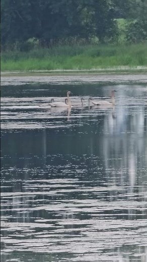 Mississippi River swan family