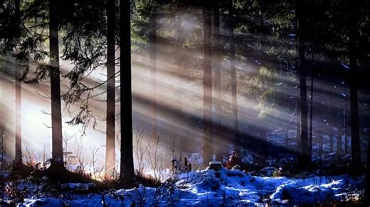 Trees, Forest, Snow. Free Stock Video