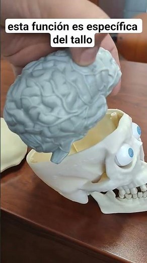 The brainstem and the ascending reticular activating system #health #psychology