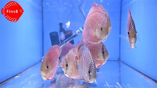 Super panthera discus are back Have a great weekend! #fins8 #discusaquarium #discusfishlovers❤️🐳🐟 #discus #discusfish #discustank #discuslovers #superpanthera #superpantheradiscus | Fins8