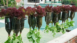 Create Highly Productive Vegetable Garden From Plastic Bottles | Diy Garden World