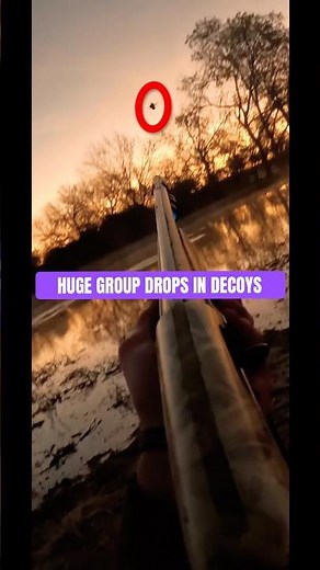 HUGE group of ducks drop in Decoys!🦆#duckhunting #duckseason #duckhunters #mallards #shotgunmaster