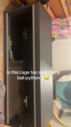 Snake girls help me out #ballpython #ballpythonbreeding #snake #snakeenclosure #snaketank