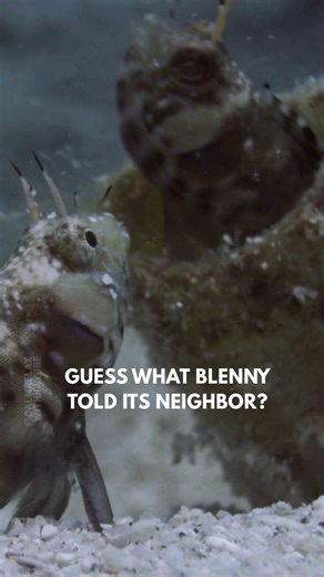 You call that a burrow view? 😅🐟 Blennies are small, curious fish often found darting in and out of rocky crevices or resting on coral reefs. With their playful nature and big eyes, they keep watch over their turf, blending in with their surroundings. Some nibble algae while others cleverly mimic cleaner fish, all adding charm and life to the reef’s bustling community. #calmrelaxwithnature #blenny #fish #curious #reels | Calm Relax with Nature