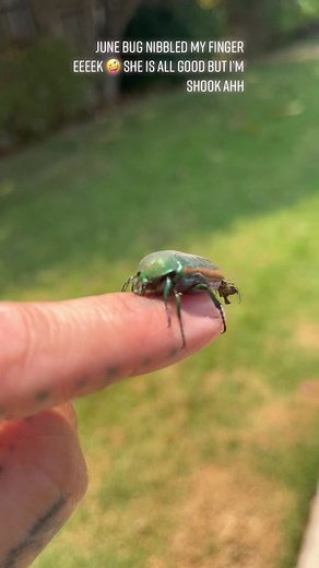 Understanding Junebugs: Characteristics and Behaviors