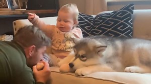 Puppy protects baby from Dad! So cute! | Life with malamutes