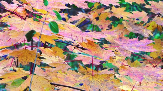 The science behind fall's colorful leaves