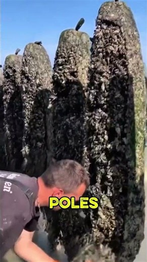The Secret Behind These Sea Poles! How Mussel Farming Really Works 🌊🦪