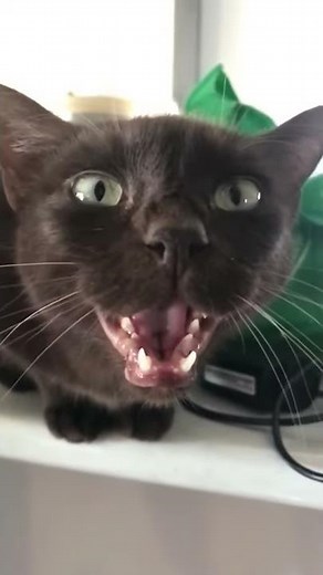 Cat Meows in slow motion