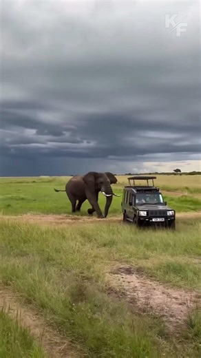 Angry Elephant Charges Tourist Car – Intense Safari Moment