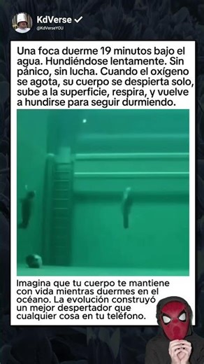 Una foca duerme 19 minutos bajo el agua — su cuerpo la despierta solo cuando le falta oxígeno