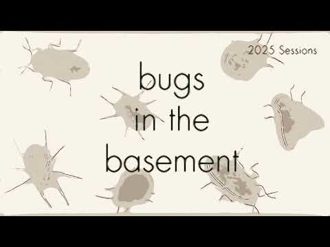 Bugs In The Basement- Oeciacus Vicarius aka The Swallow Bug