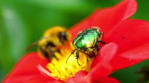 Cetonia Aurata also known as Rose Chafer and bumblebee on the Red Dahlia flower, macro