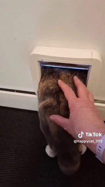 Scare Cat Prank Ideas for Funny Moments